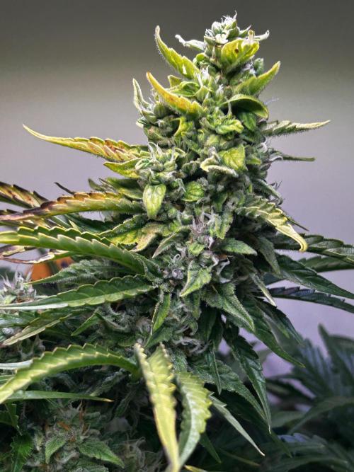 Fat Vino Auto. Week 7