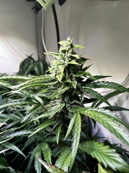 Fat Vino Auto. Week 7