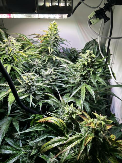 Fat Vino Auto. Week 7