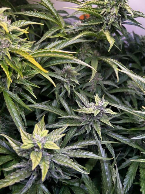Fat Vino Auto. Week 7
