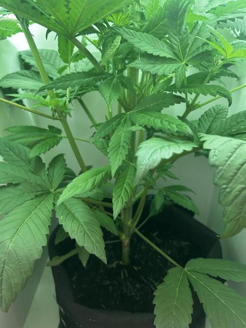 Ice Cream Haze. Week 6