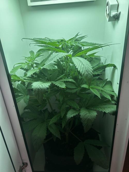Ice Cream Haze. Week 6
