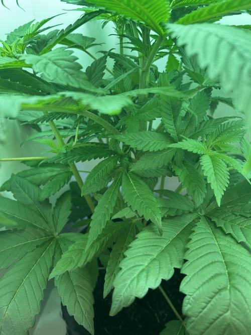 Ice Cream Haze. Week 6