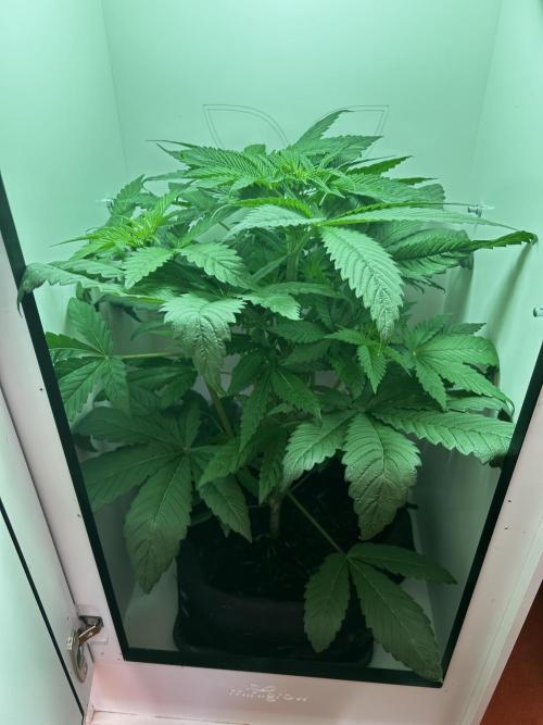 Ice Cream Haze. Week 6