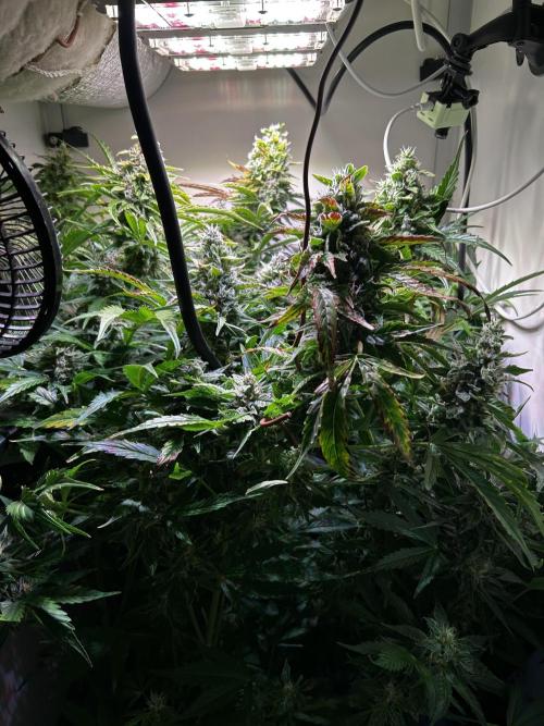 Fat Vino Auto. Week 8
