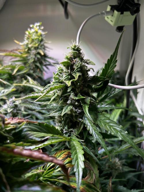Fat Vino Auto. Week 8