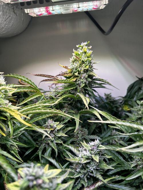Fat Vino Auto. Week 8