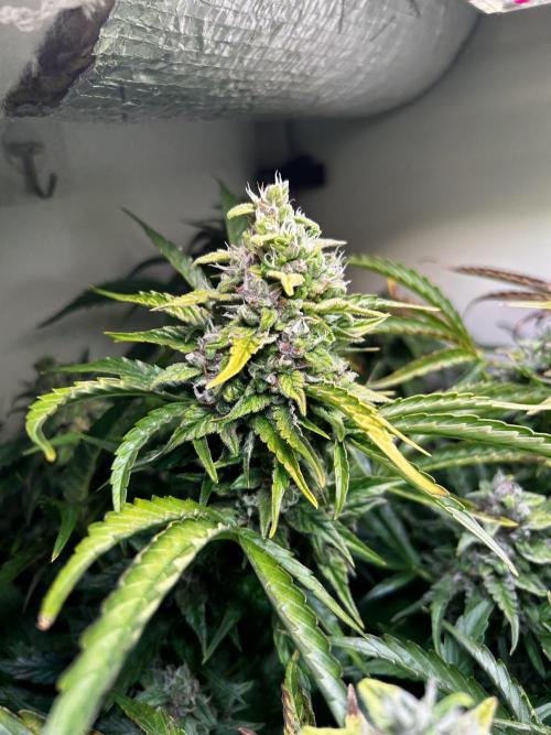 Fat Vino Auto. Week 8