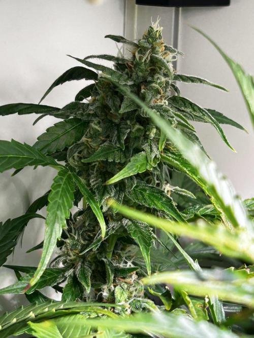 Fat Vino Auto. Week 8