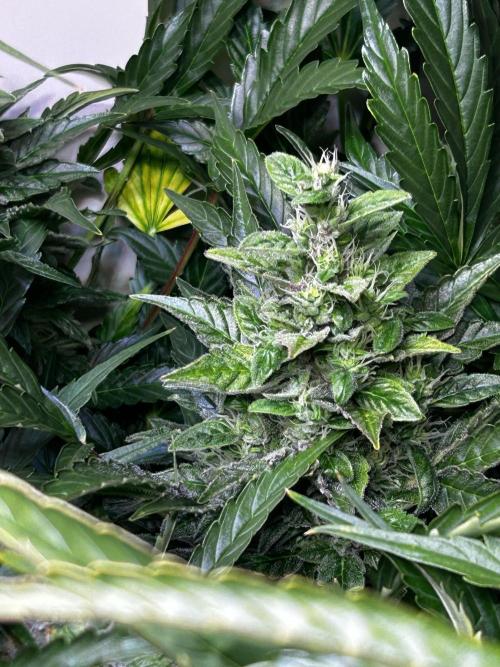 Fat Vino Auto. Week 8
