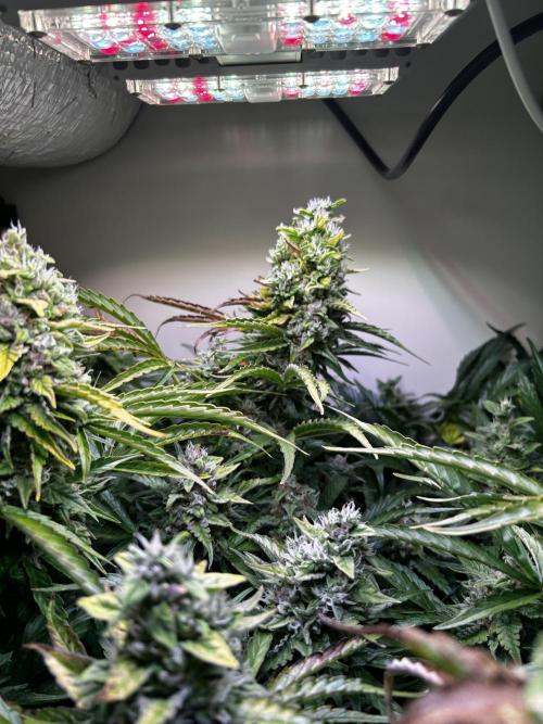 Fat Vino Auto. Week 8