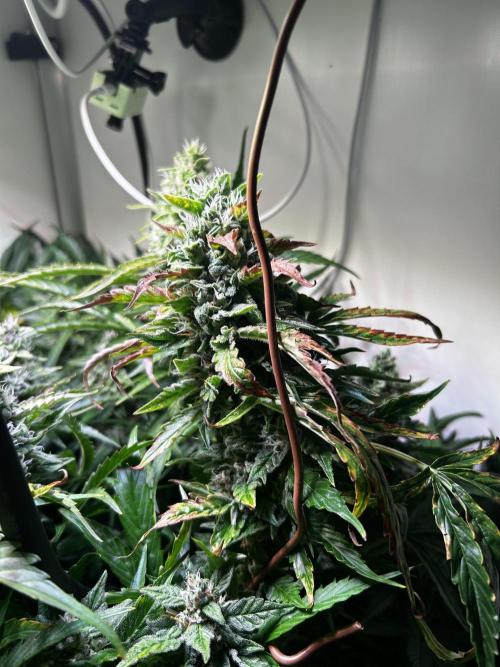 Fat Vino Auto. Week 8