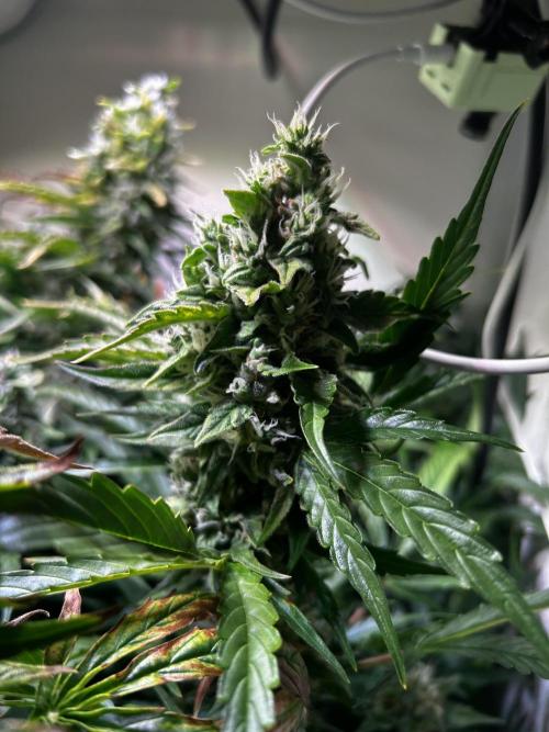 Fat Vino Auto. Week 8