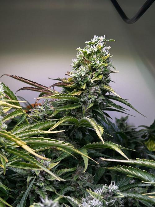 Fat Vino Auto. Week 9