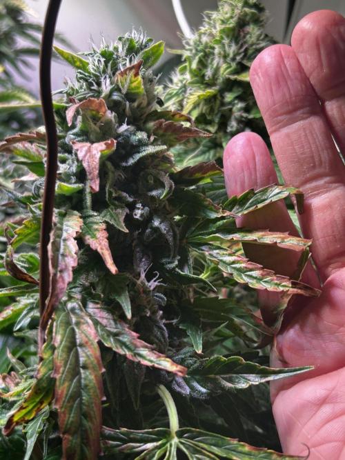 Fat Vino Auto. Week 9