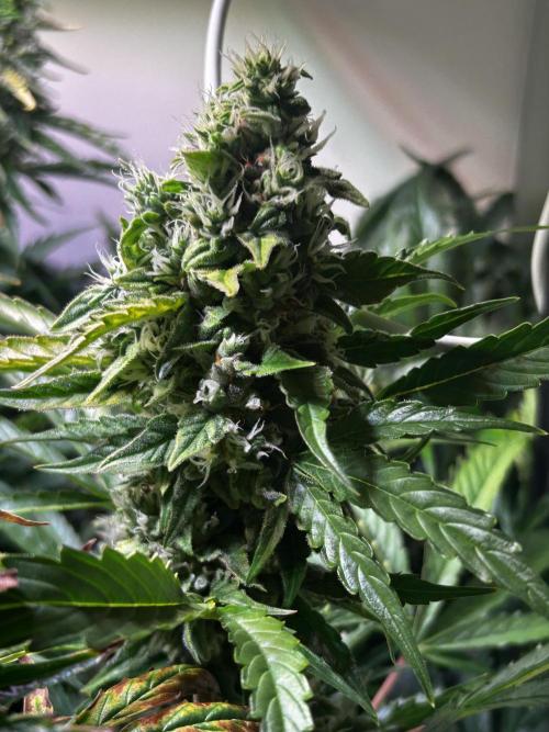 Fat Vino Auto. Week 9