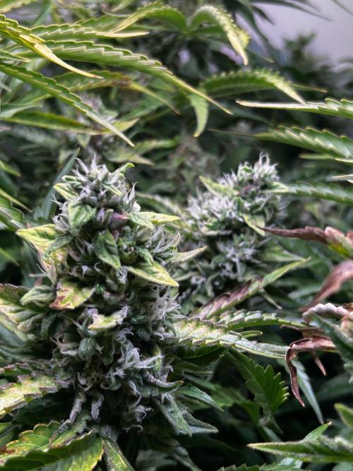 Fat Vino Auto. Week 9