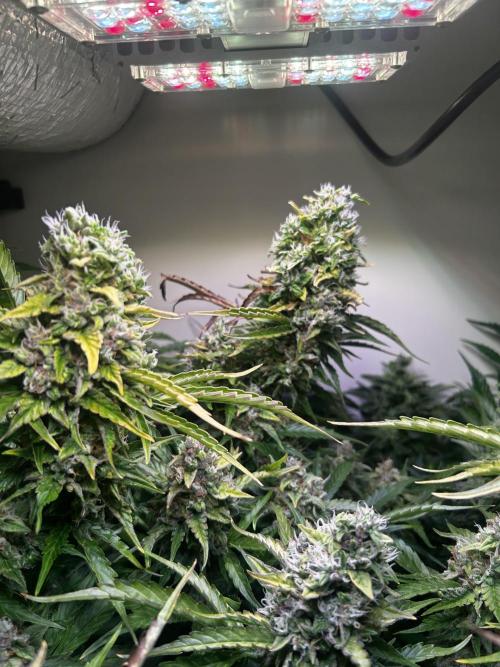 Fat Vino Auto. Week 9