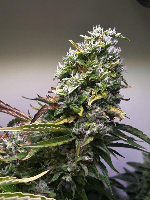 Fat Vino Auto. Week 9