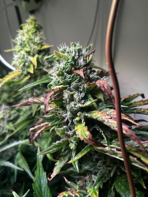 Fat Vino Auto. Week 9