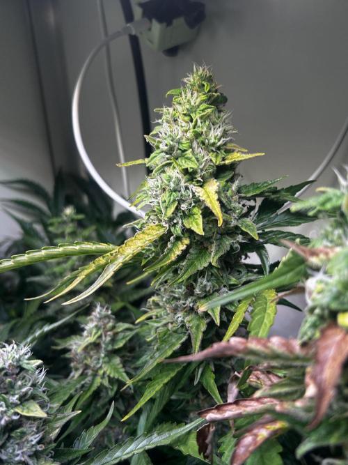 Fat Vino Auto. Week 9
