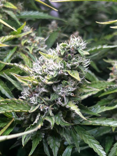 Fat Vino Auto. Week 9