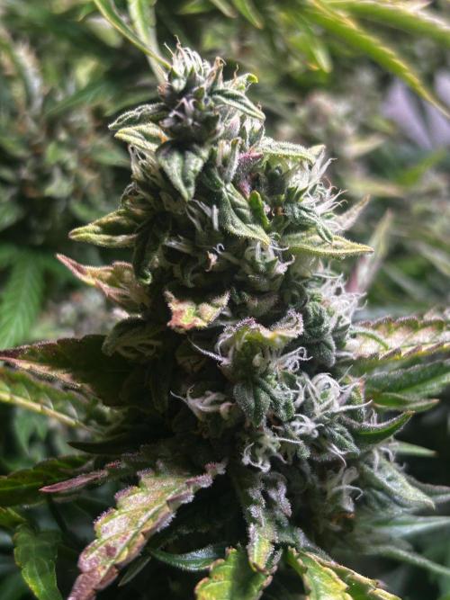 Fat Vino Auto. Week 9