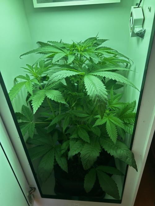 Ice Cream Haze. Week 7