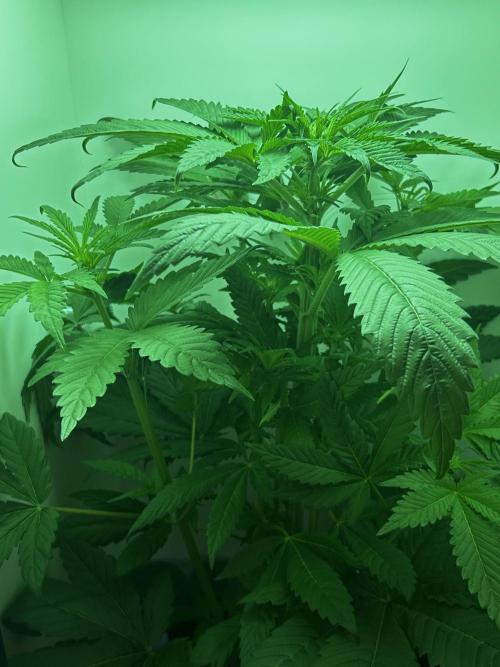 Ice Cream Haze. Week 7