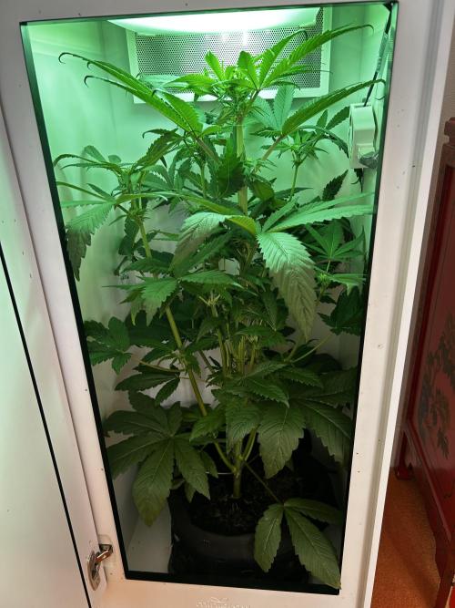 Ice Cream Haze. Week 7