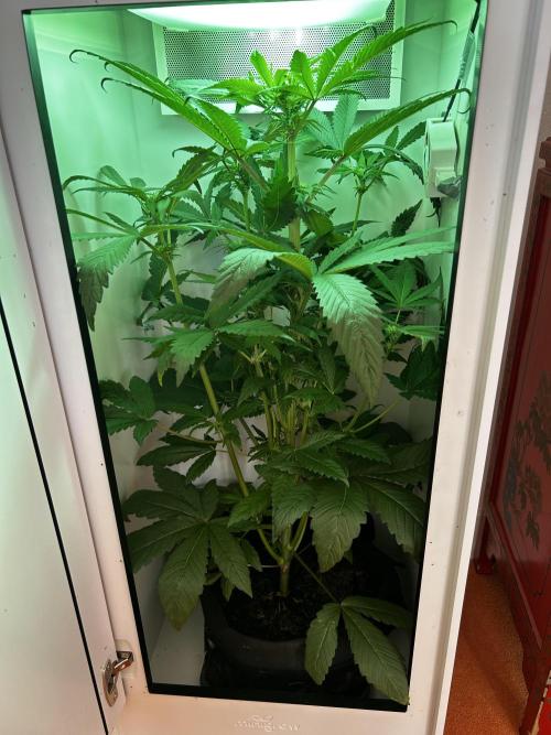 Ice Cream Haze. Week 7
