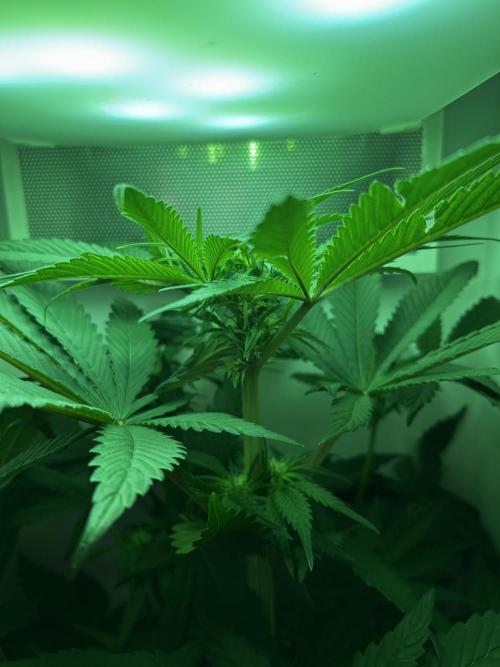 Ice Cream Haze. Week 7