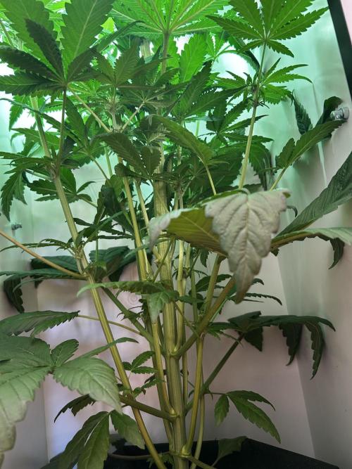 Ice Cream Haze. Week 7