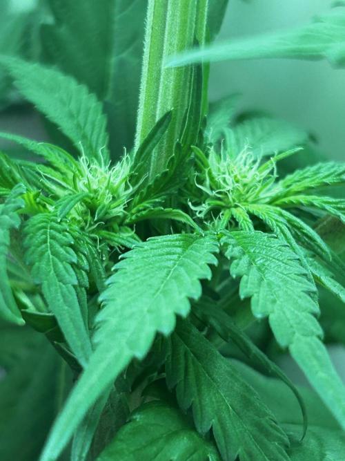 Ice Cream Haze. Week 7