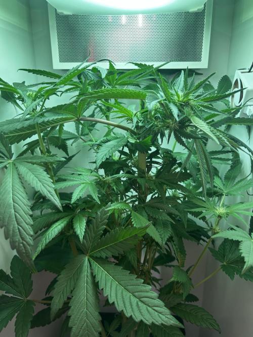 Ice Cream Haze. Week 7
