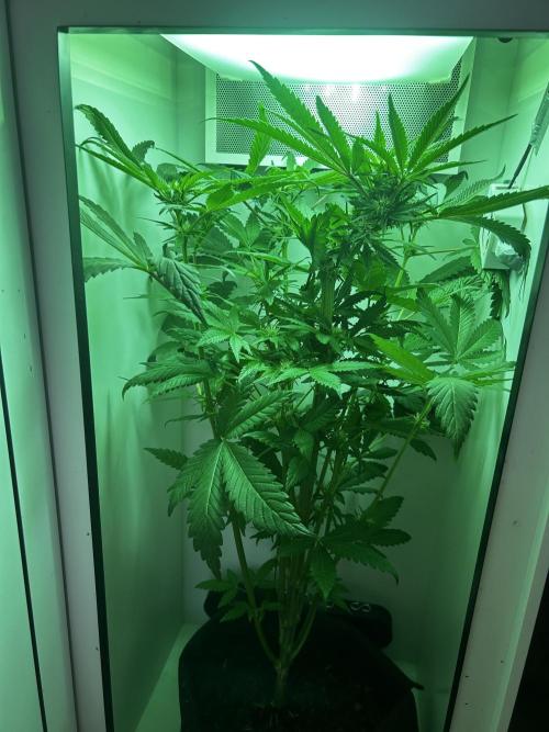 Ice Cream Haze. Week 8