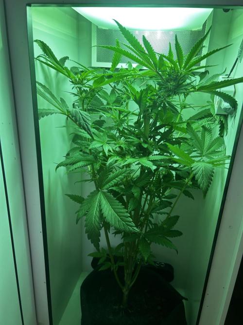Ice Cream Haze. Week 8