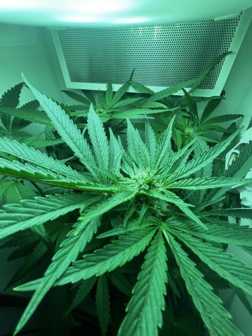 Ice Cream Haze. Week 8