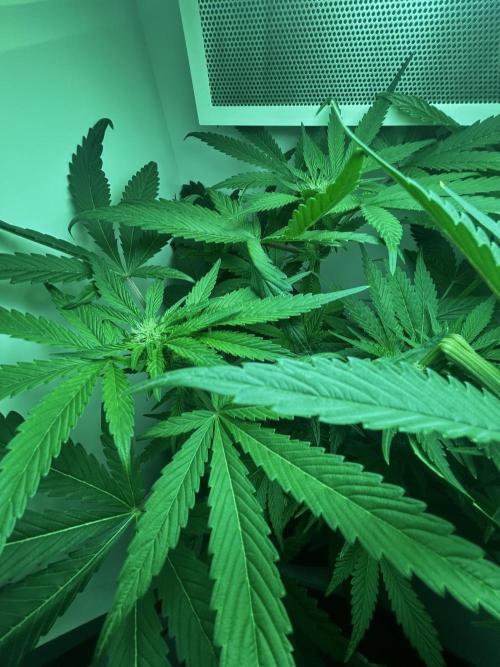 Ice Cream Haze. Week 8