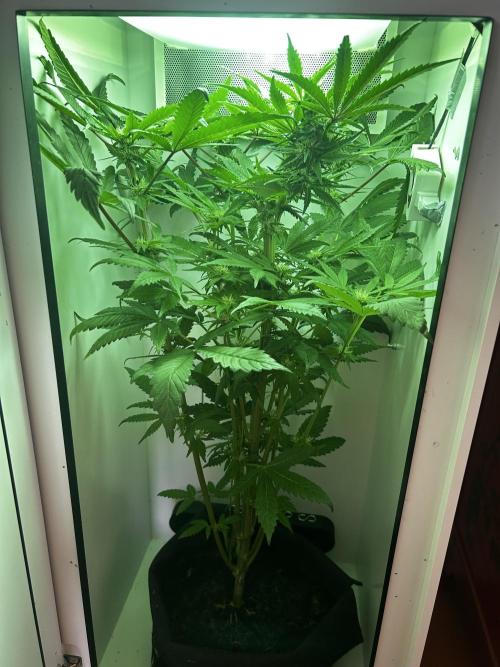 Ice Cream Haze. Week 8