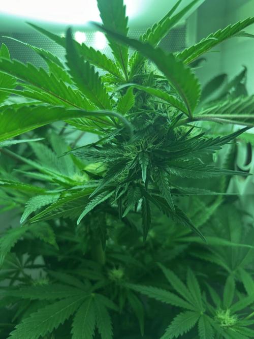 Ice Cream Haze. Week 8