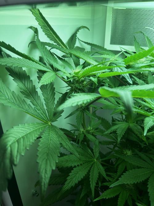 Ice Cream Haze. Week 8