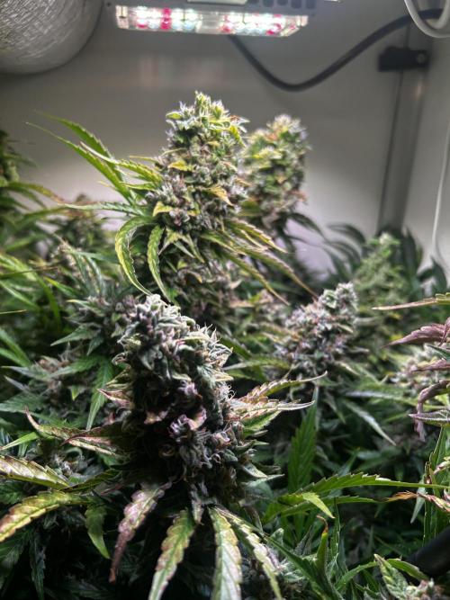 Fat Vino Auto. Week 10