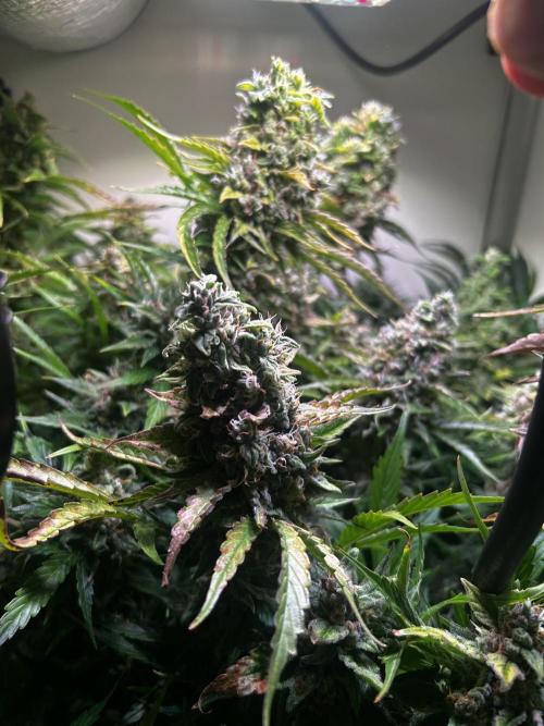Fat Vino Auto. Week 10