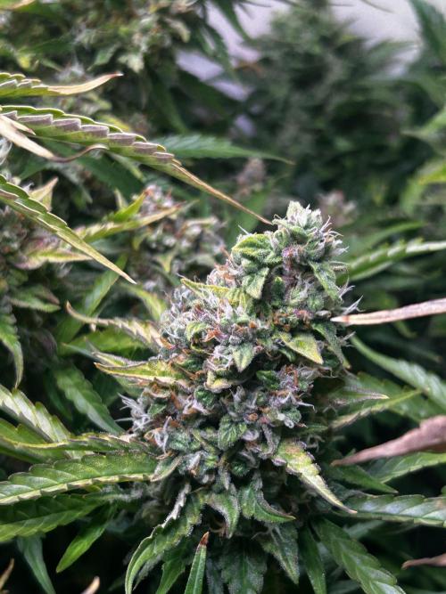 Fat Vino Auto. Week 10