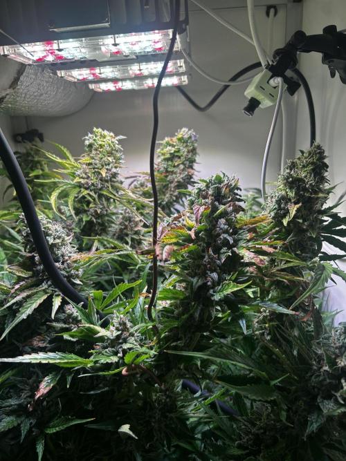 Fat Vino Auto. Week 10