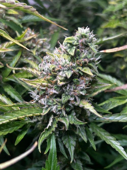 Fat Vino Auto. Week 10