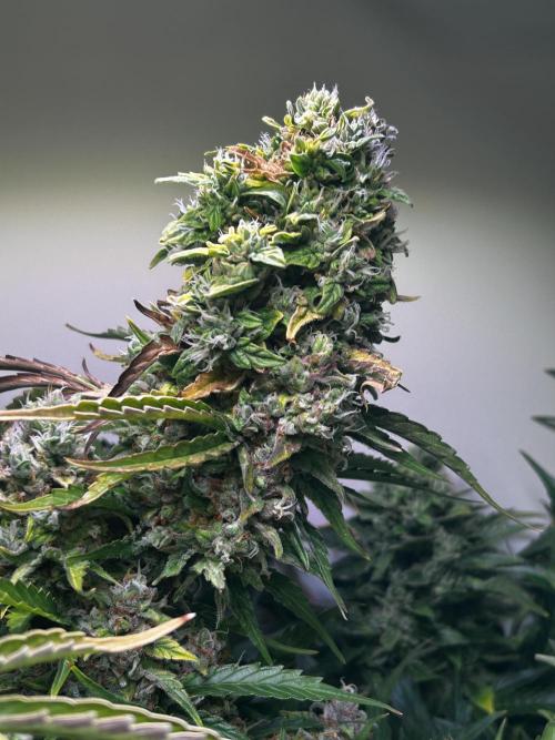 Fat Vino Auto. Week 10