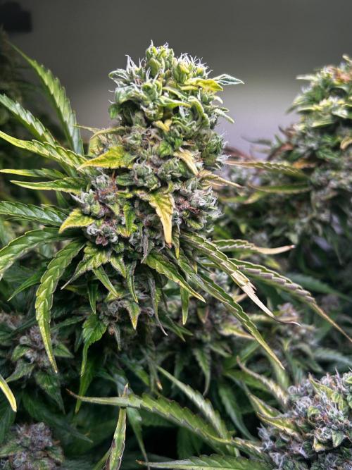 Fat Vino Auto. Week 10