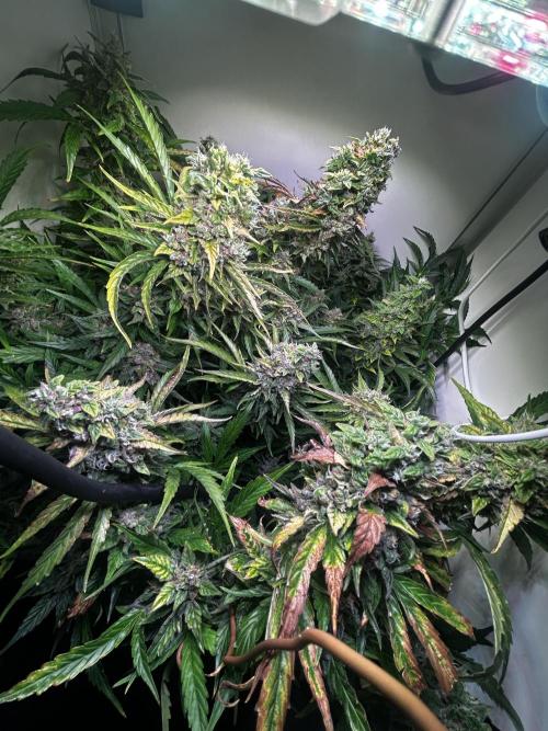 Fat Vino Auto. Week 10
